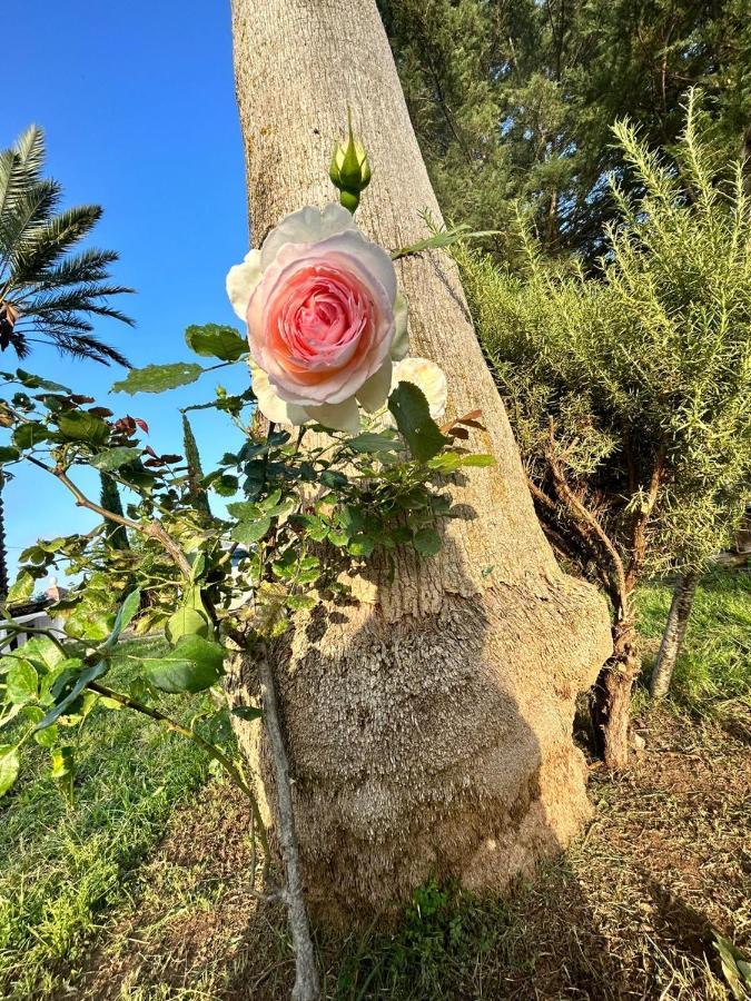 Bed and Breakfast La Finestra Sul Limone Castelvetrano Экстерьер фото